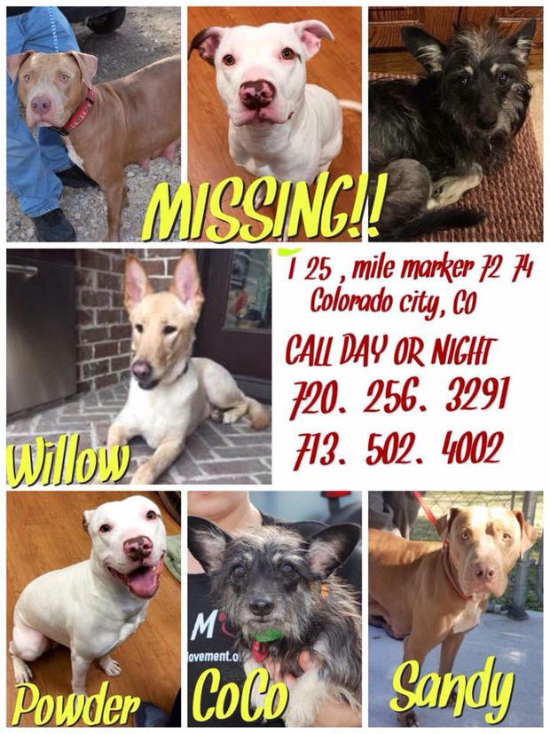 missing-dogs-flyer-from-csp-pueblo-tweet 