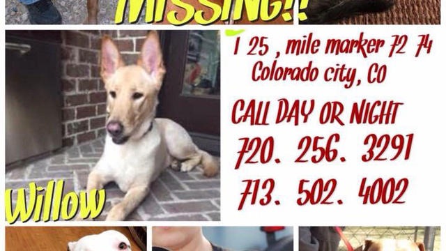 missing-dogs-flyer-from-csp-pueblo-tweet.jpg 