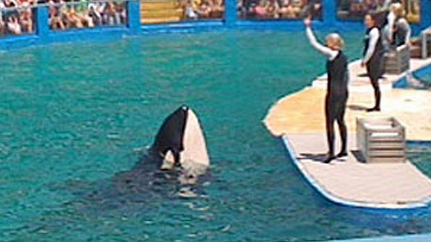 lolita-killer-whale-seaquarium1-625x352.jpg 