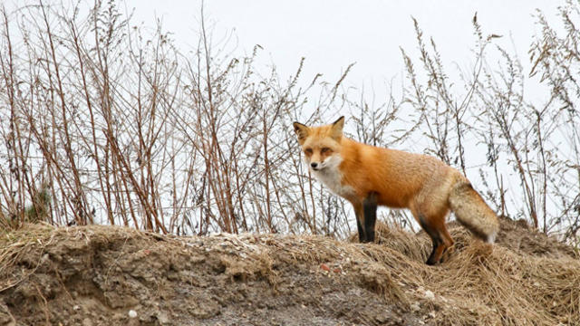 fox3.jpg 