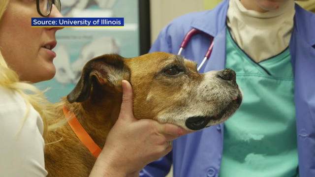 cancer-treatment-dogs.jpg 