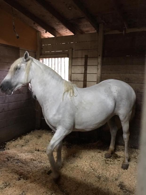Stolen Andalusian Show Horse - Deseada 