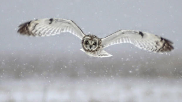 owl-in-flight-massachusetts-jl-sherri-obrien-620.jpg 