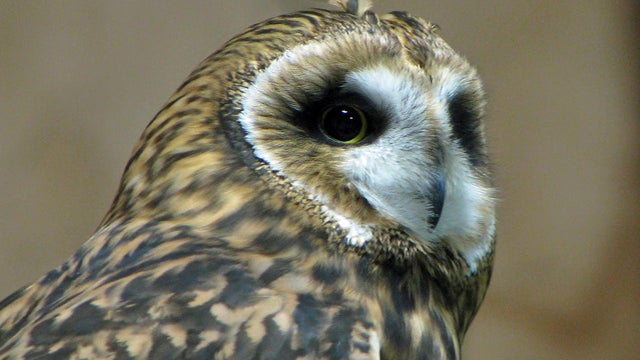short-eared-owl-marcy-starnes-promo.jpg 
