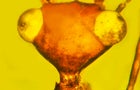 ancient-insect-head.jpg 