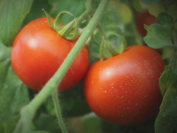 tomatoes-on-vine-cbs.jpg 
