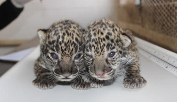 philadelphia-zoo-jaguar-cubs-2017-1-31.jpg 