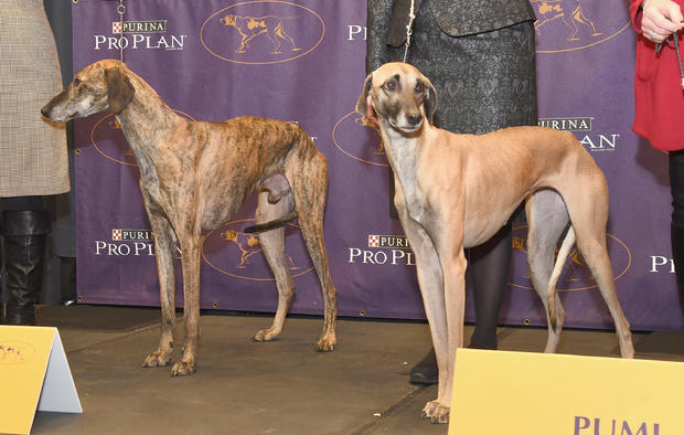 2017 Westminster Kennel Club Meet The Breeds 