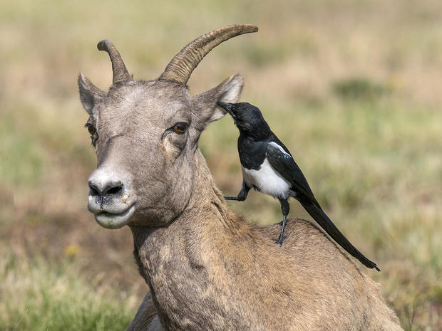 magpie-cleaning-ear-of-bighorn-sheep-promo.jpg 