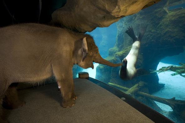 h-orig-elephant-glass-window-water-stellar-sea-lion-gal.jpg 
