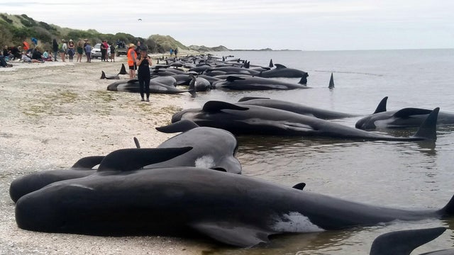 whales.jpg 