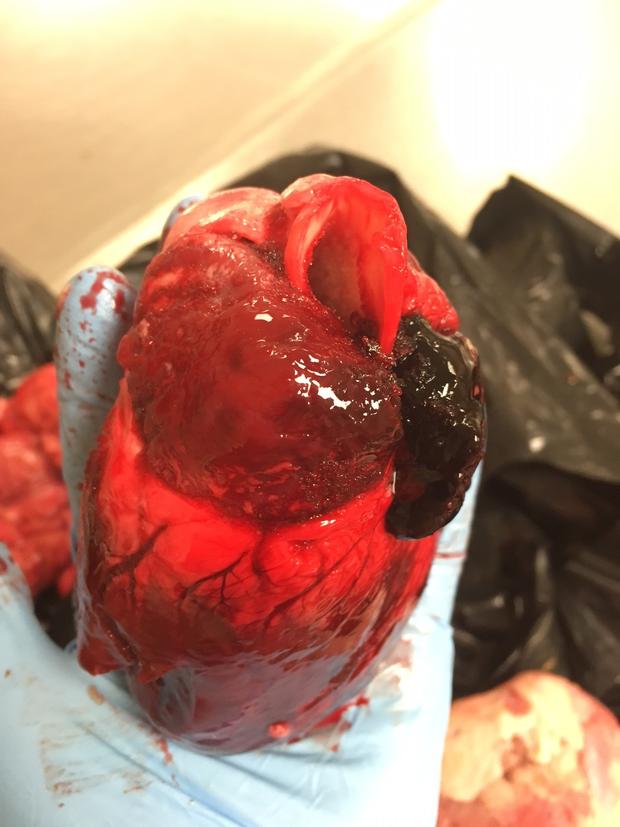 Pig heart 