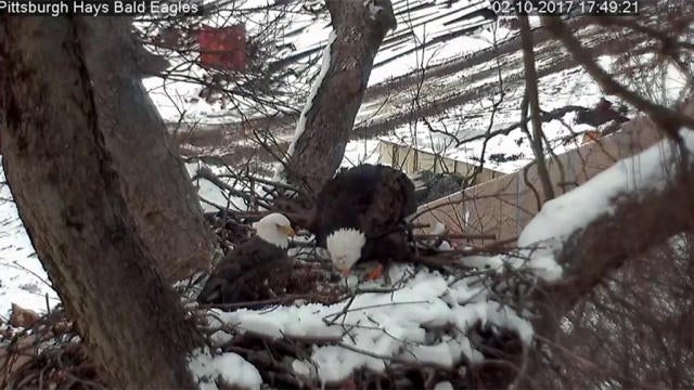 first-eagle-egg-2017.jpg 
