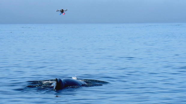 phillips-antarctica-killer-whales-frame-4164.jpg 