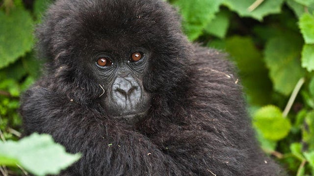 mountain-gorilla-wcs.jpg 