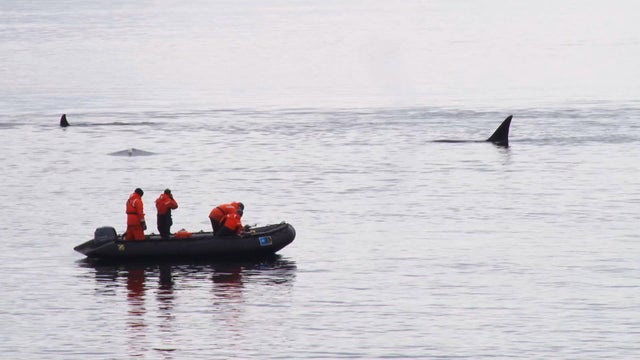 phillips-antarctica-killer-whales-frame-2713.jpg 