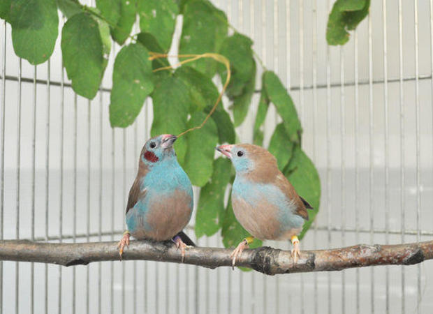 cordon-blue-songbirds.jpg 