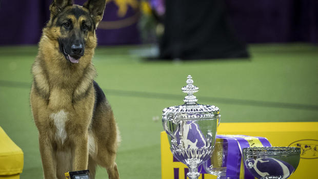 Westminster Kennel Club Dog Show 2017 