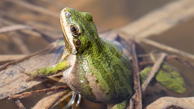 boreal-chorus-frog-verne-lehmberg-promo.jpg 