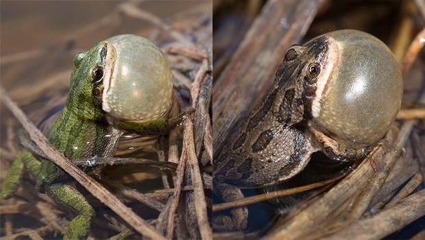 Nature up close Boreal chorus frogs CBS News