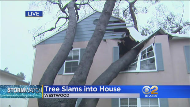 tree-slams-into-house-in-westwood.jpg 