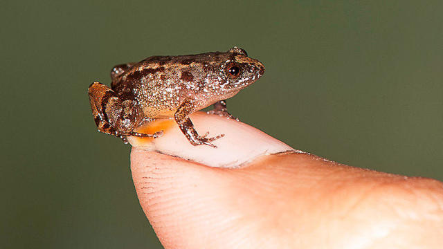 tiny-frogs-1.jpg 