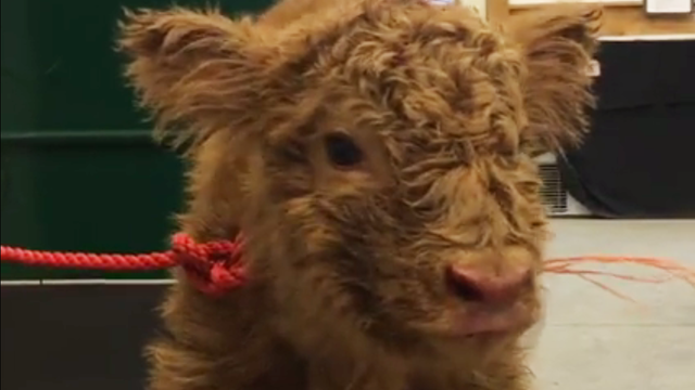 calf.png 