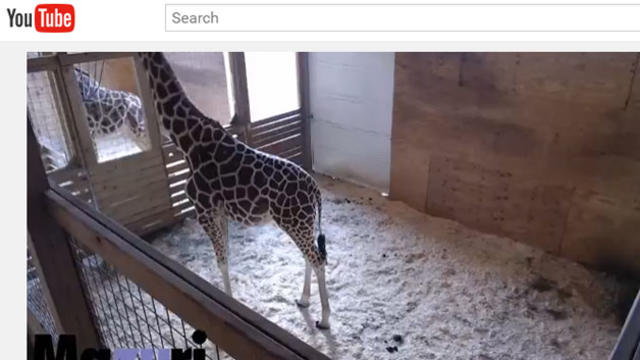 giraffe-birth.jpg 
