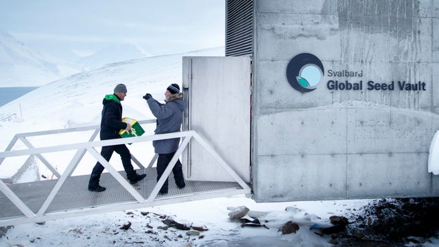 A man carries one of the newly arrived boxes containing seeds from Japan and the U.S. into the Svalbard Global Seed Vault outside Longyearbyen on Spitsbergen, Norway, on March 1, 2016. 