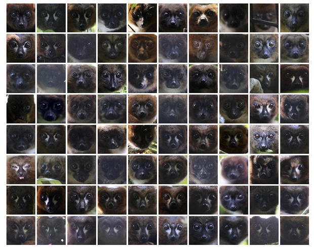 lemur-facial-recognition-01-face-collage.jpg 