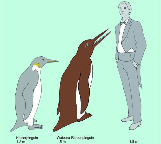 waipara-emperor-penguin-comparison.jpg 