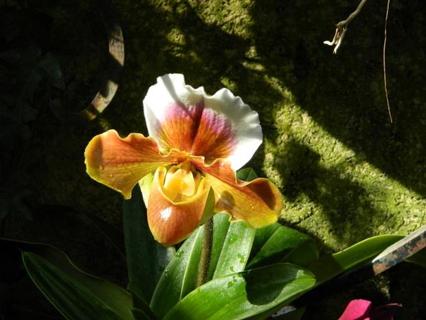 longwood-orchid 