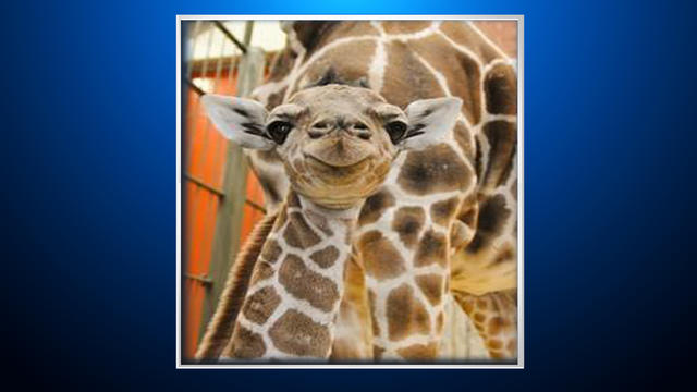 denver-zoo-giraffe-baby.jpg 