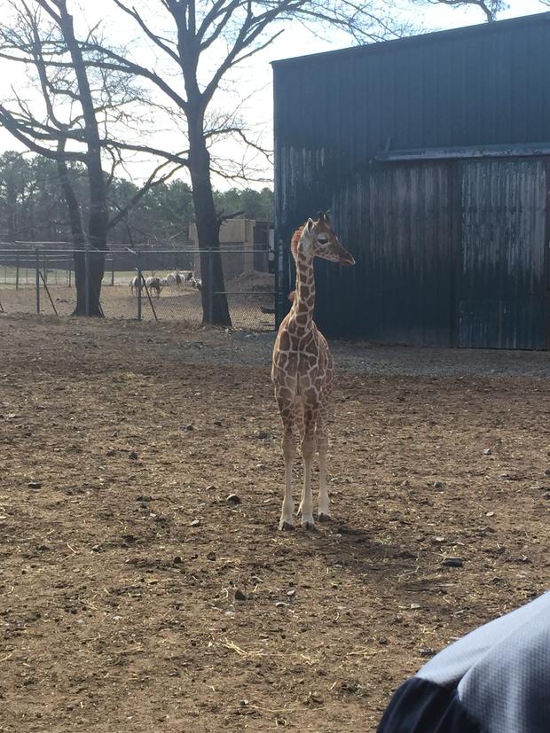 giraffe-baby-xena-2017-photo.jpg 