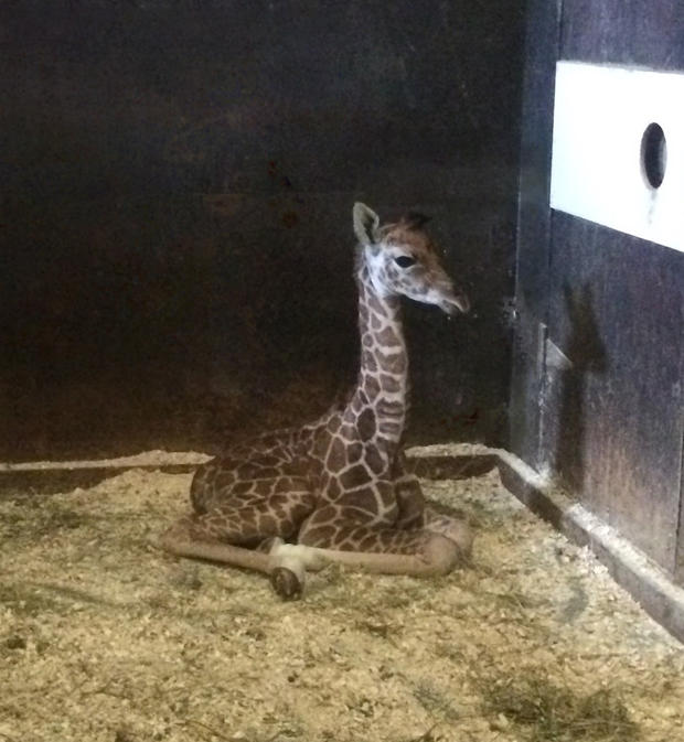 giraffe-baby-mika-just-born-photo-inside-giraffe-barn.jpg 