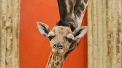 denver-zoo-baby-giraffe-2017-3-2.jpg 