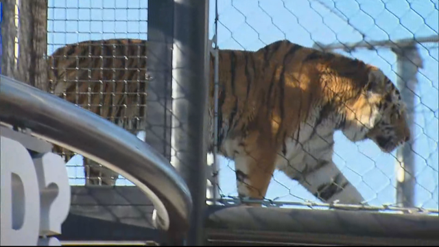 zoo-tigers-transfer_frame_139.png 