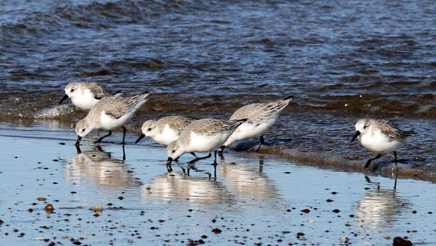 sanderlings-feeding-along-the-atlantic-coast-sherri-obrien-620.jpg 