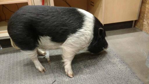 pig.jpg 