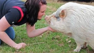 olive-potbellied-pig-ohio-2017-3-9.jpg 
