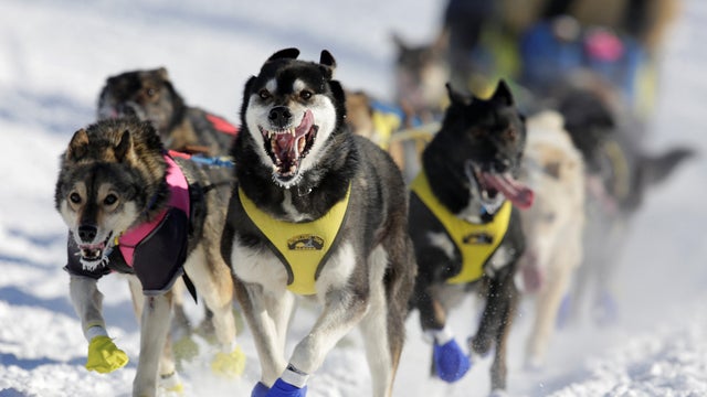 Melissa Stewart&rsquo;s team competes in the official restart of the Iditarod, a nearly 1,000-mile sled dog race across the Alaskan wilderness, in Fairbanks, Alaska, March 6, 2017. 