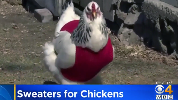 sweater-chickens.png 