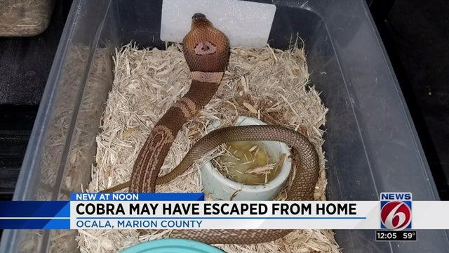 170314-wkmg-escaped-cobra.jpg 
