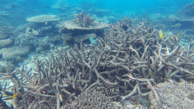 dead-staghorn-coral.png 