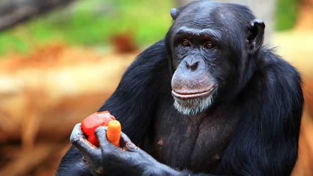chimpanzee-generic 
