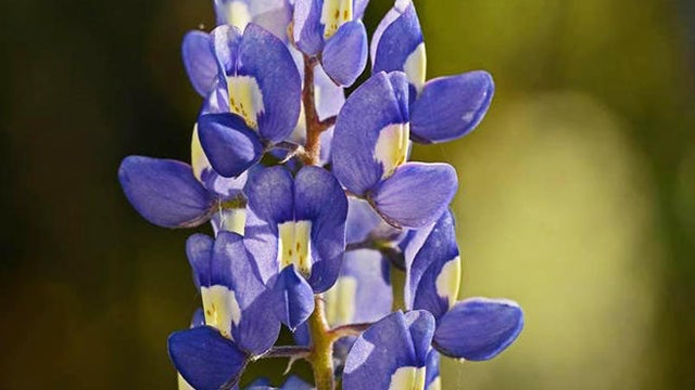 wildflowers-texas-bluebonnet-promo-verne-lehmberg.jpg 