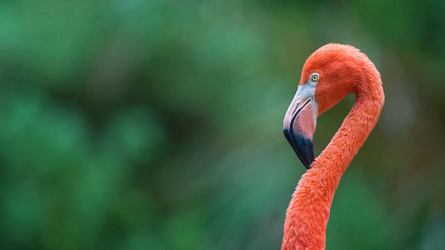 flamingo.jpg 