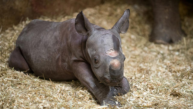 baby-rhino-2.jpg 