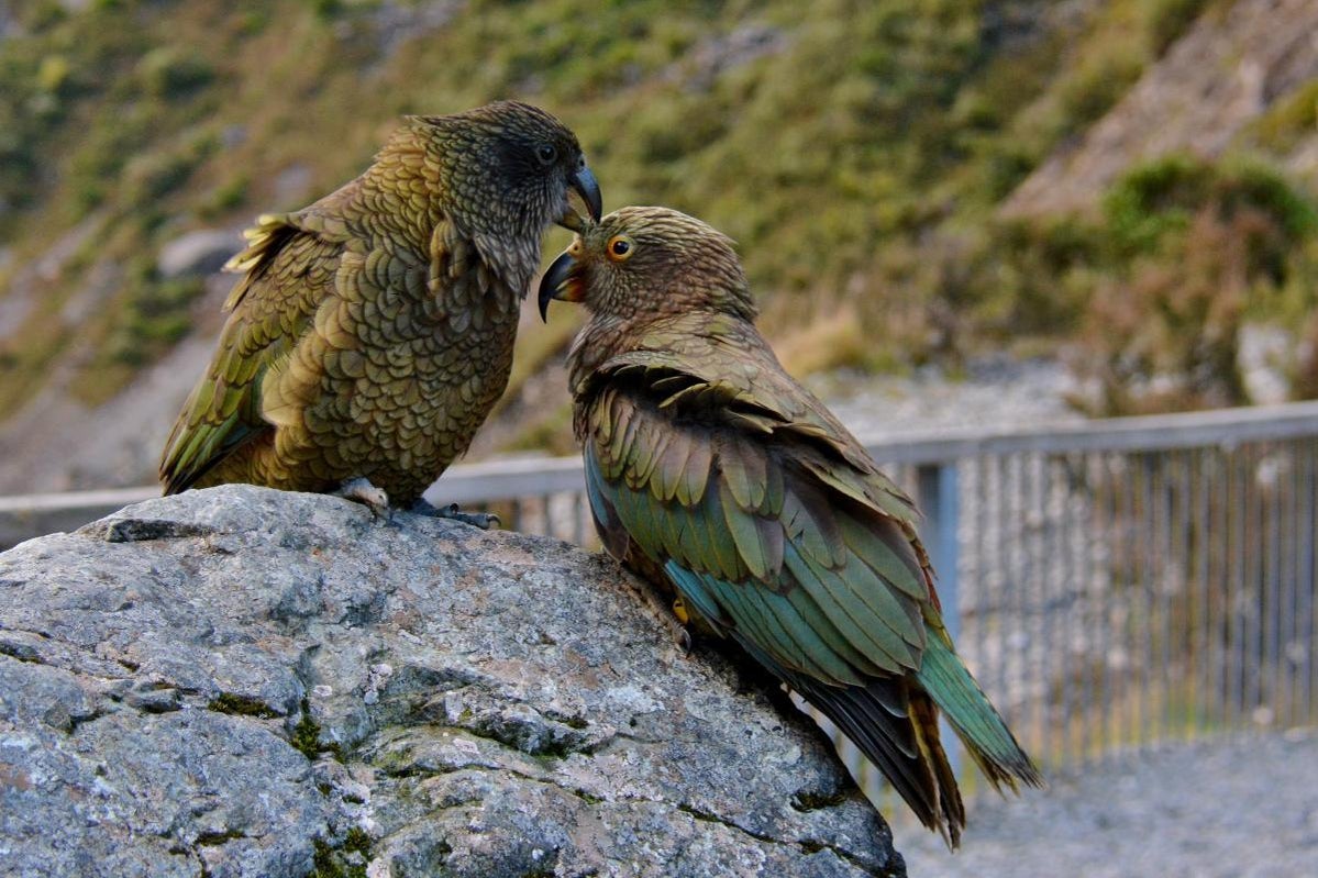 Meet the New Zealand parrot whose 