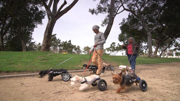 tracy-wheelchair-dogs-newspath5.jpg 